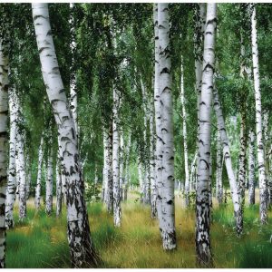 Fototapeta Las Zielony Na Flizelinie Do Sypialni Salonu 400×280 759503 Fototapeta Las Zielony Na Flizelinie Do Sypialni Salonu 400×280 759503