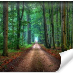 Fototapeta Leśna DROGA Drzewa Jesień w 3D 416x254cm 258852 Fototapeta Leśna DROGA Drzewa Jesień w 3D 416x254cm 258852