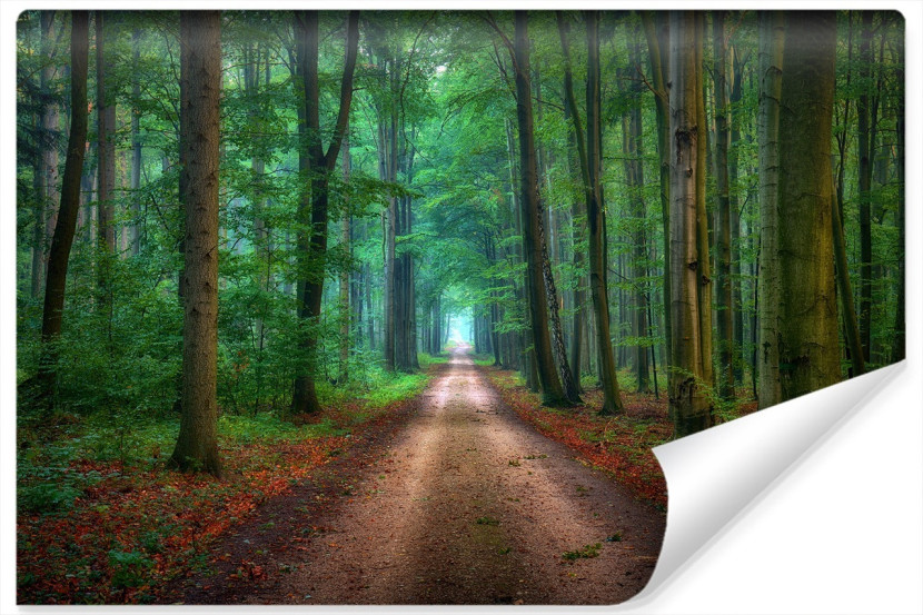 Fototapeta Leśna DROGA Drzewa Jesień w 3D 460x300cm 258917