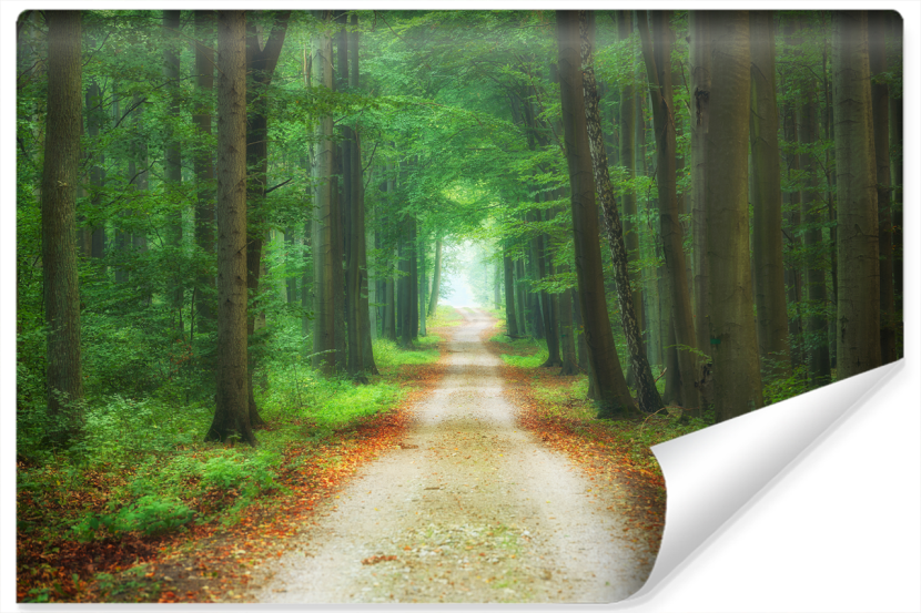 Fototapeta Leśna Dróżka Efekt 3D 180x120cm 259113
