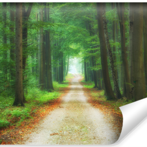 Fototapeta Leśna Dróżka Efekt 3D 416x290cm 259161 Fototapeta Leśna Dróżka Efekt 3D 416x290cm 259161