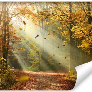 Fototapeta Leśna Dróżka JESIENNY Krajobraz 208x146cm 258997 Fototapeta Leśna Dróżka JESIENNY Krajobraz 208x146cm 258997