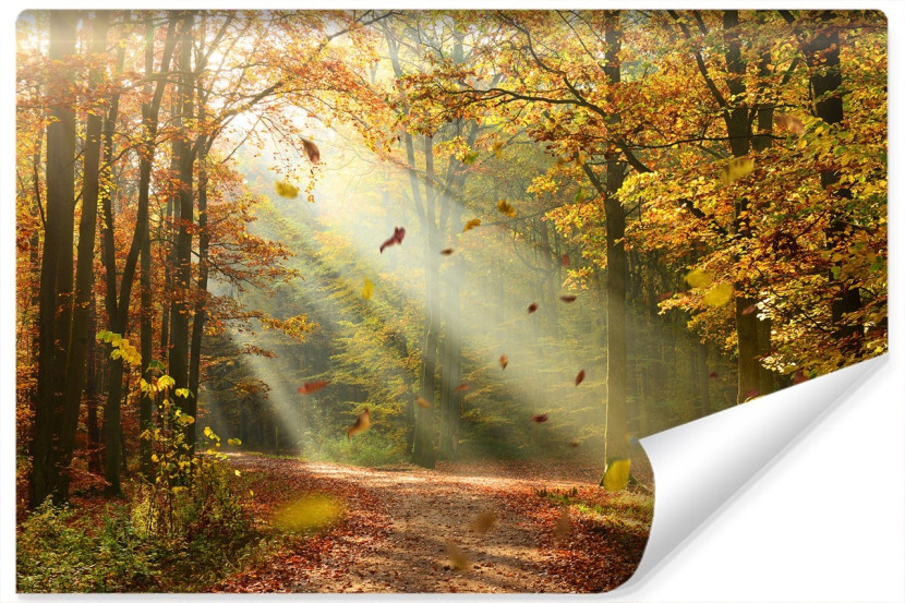 Fototapeta Leśna Dróżka JESIENNY Krajobraz 360x240cm 258767
