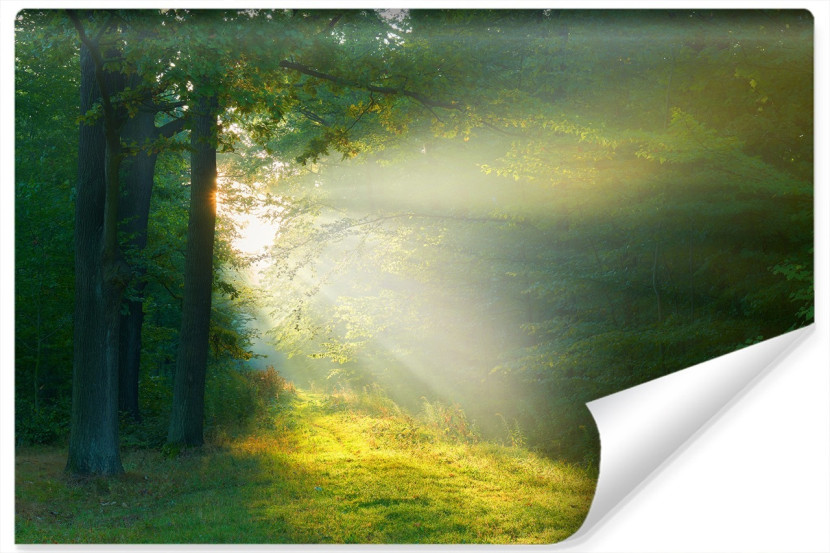 Fototapeta Leśna POLANA Promienie Słońca 405x270cm 258853