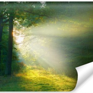 Fototapeta Leśna POLANA Promienie Słońca 460x300cm 259215 Fototapeta Leśna POLANA Promienie Słońca 460x300cm 259215