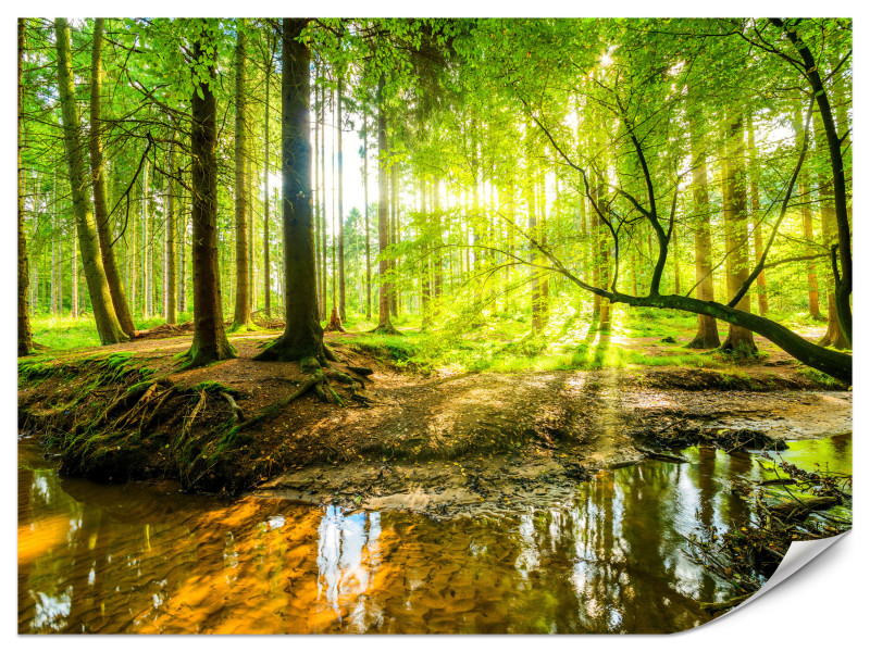 Fototapeta Leśny krajobraz wiosną 300x210cm 982205