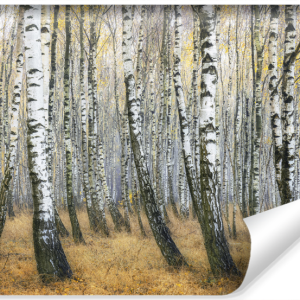 Fototapeta Leśny Pejzaż BRZOZY Jesień 3D 312x219cm 259300 Fototapeta Leśny Pejzaż BRZOZY Jesień 3D 312x219cm 259300
