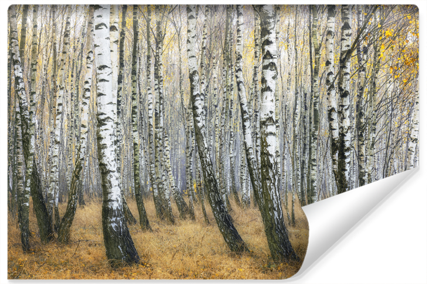 Fototapeta Leśny Pejzaż BRZOZY Jesień 3D 368x280cm 259117