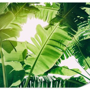 Fototapeta Liście bananowe 250x175cm 983115 Fototapeta Liście bananowe 250x175cm 983115