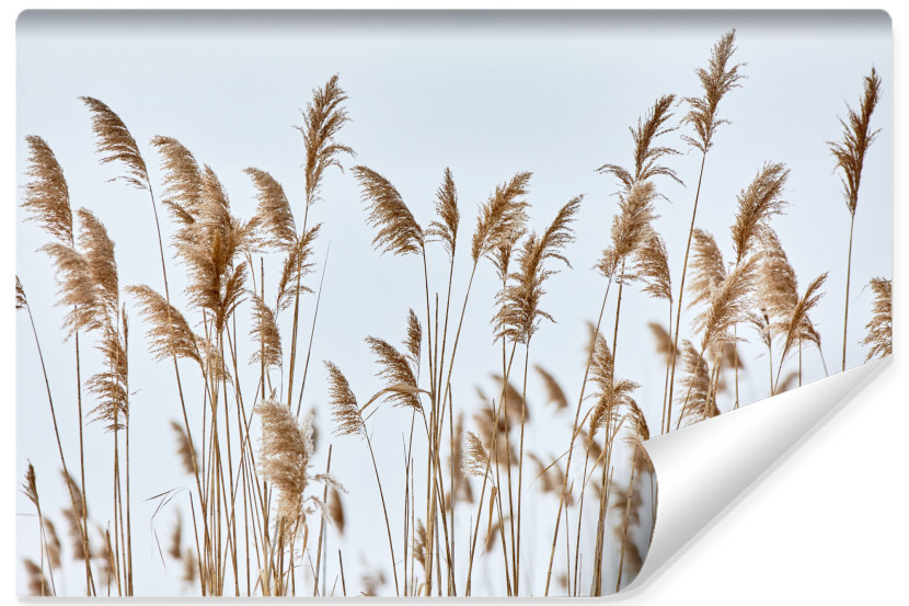 Fototapeta Ścienna Do Jadalni Zwiewne Trzciny 416x290cm 161226