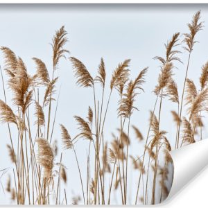 Fototapeta Ścienna Do Jadalni Zwiewne Trzciny 460x300cm 161261 Fototapeta Ścienna Do Jadalni Zwiewne Trzciny 460x300cm 161261