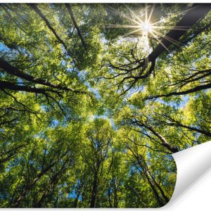 Fototapeta Ścienna LAS Widok Z Dołu Niebo 368x254cm 240804 Fototapeta Ścienna LAS Widok Z Dołu Niebo 368x254cm 240804