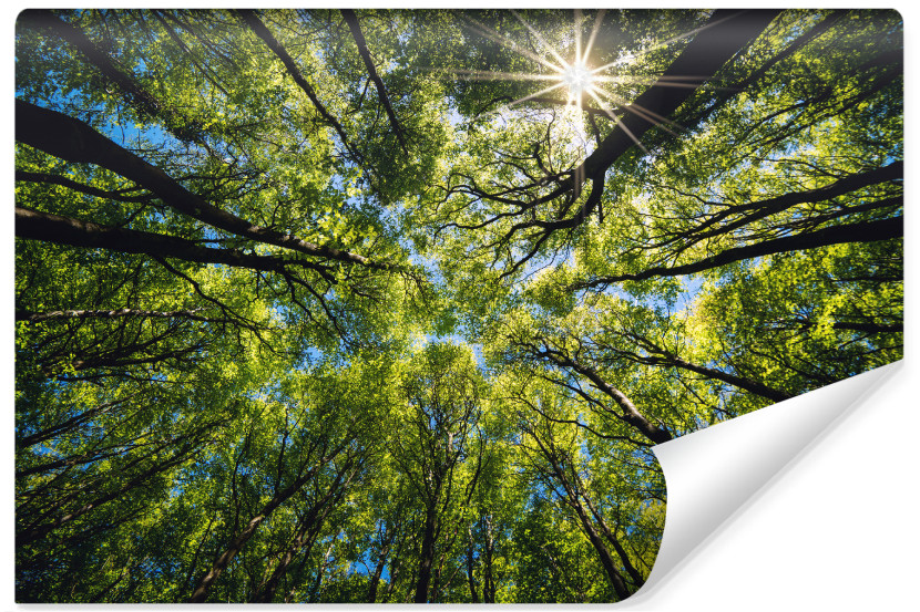 Fototapeta Ścienna LAS Widok Z Dołu Niebo 416x254cm 240834