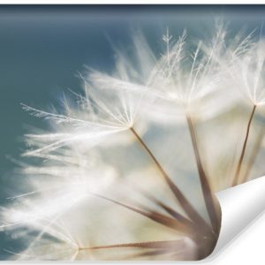 Fototapeta Ścienna Nasiona Dmuchawca 135x90cm 400882 Fototapeta Ścienna Nasiona Dmuchawca 135x90cm 400882