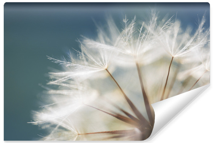 Fototapeta Ścienna Nasiona Dmuchawca 270x180cm 400876
