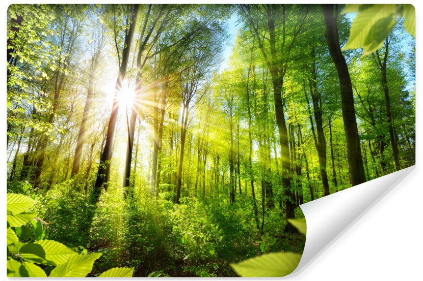 Fototapeta Ścienna Słońce Pomiędzy Drzewami 3D 135x90cm 226995