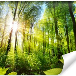 Fototapeta Ścienna Słońce Pomiędzy Drzewami 3D 368x280cm 226915 Fototapeta Ścienna Słońce Pomiędzy Drzewami 3D 368x280cm 226915